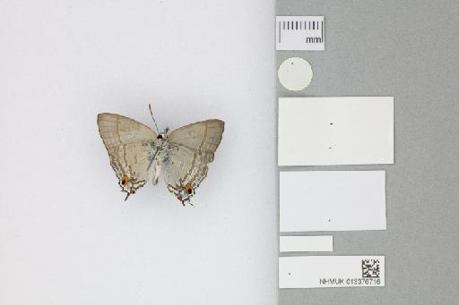 Hypolycaena phorbas purpura Tennent, 2016 - 013376716_Hypolycaena_phorbas_purpura_Tennent_2016_PT_1