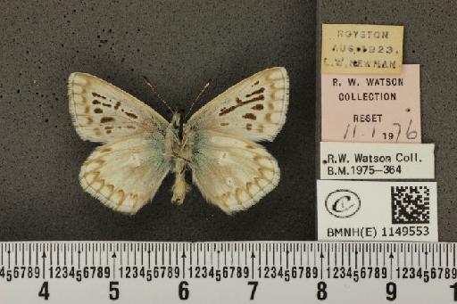 Lysandra coridon ab. ultrafowleri Bright & Leeds, 1938 - BMNHE_1149553_102062