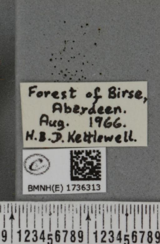 Entephria caesiata caesiata (Denis & Schiffermüller, 1775) - BMNHE_1736313_label_319616