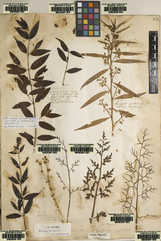 Acrostichum thalictroides L. - BM000621959