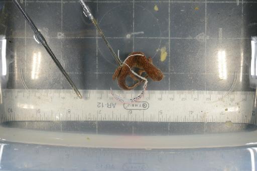 Hynobius nebulosus - Image of specimen 1926.6.3.4