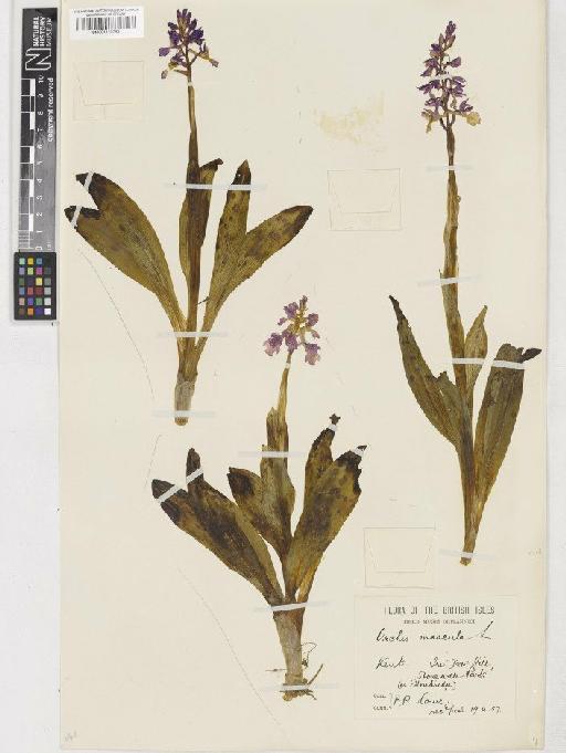 Orchis mascula (L.) L. - BM001110783