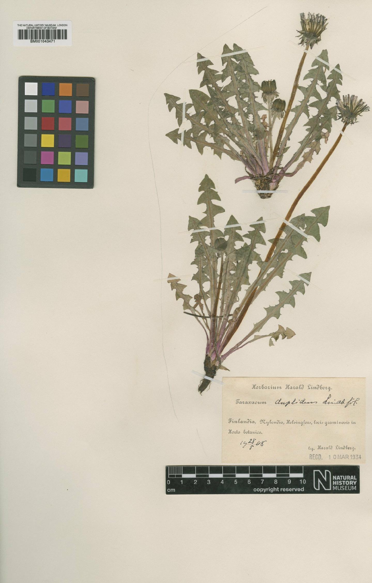To NHMUK collection (Taraxacum duplidens Lindb.; Type; NHMUK:ecatalogue:1998481)