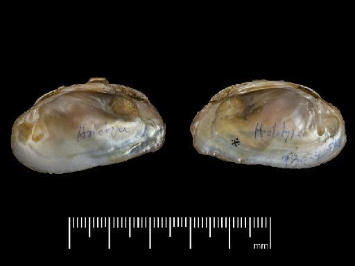 Unio ravistellus subterclass Palaeoheterodonta Morelet, 1849 - 1893.2.4.2021-2023, SYNTYPES, Unio ravistellus Morelet, 1849