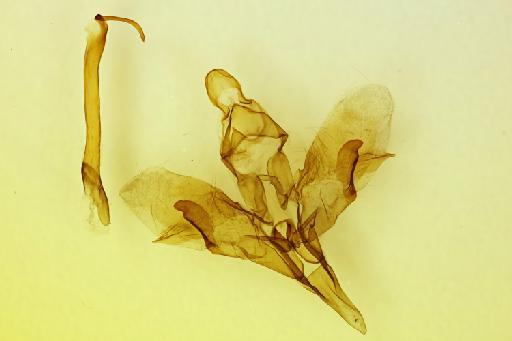 Polyptychus andosa amaniensis Carcasson, 1968 - Gen_prep_SP417_Polyptichus_andosus_amaniensis_Carcasson_HT_male_valvae_&_aedeagus.jpg
