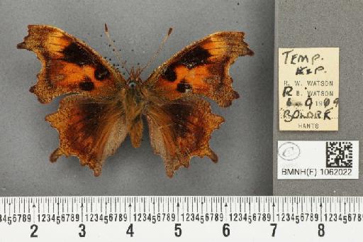 Polygonia c-album ab. suffusa Frohawk, 1938 - BMNHE_1062022_22864