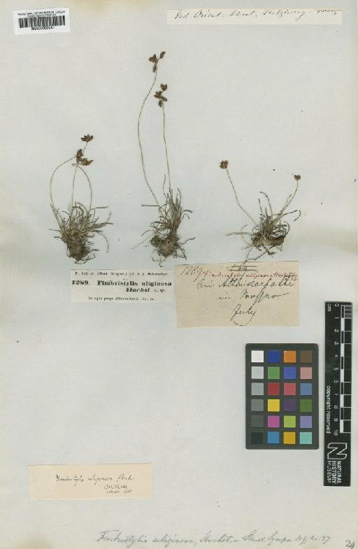 Fimbristylis uliginosa Hochst. ex Steud. - BM000959067