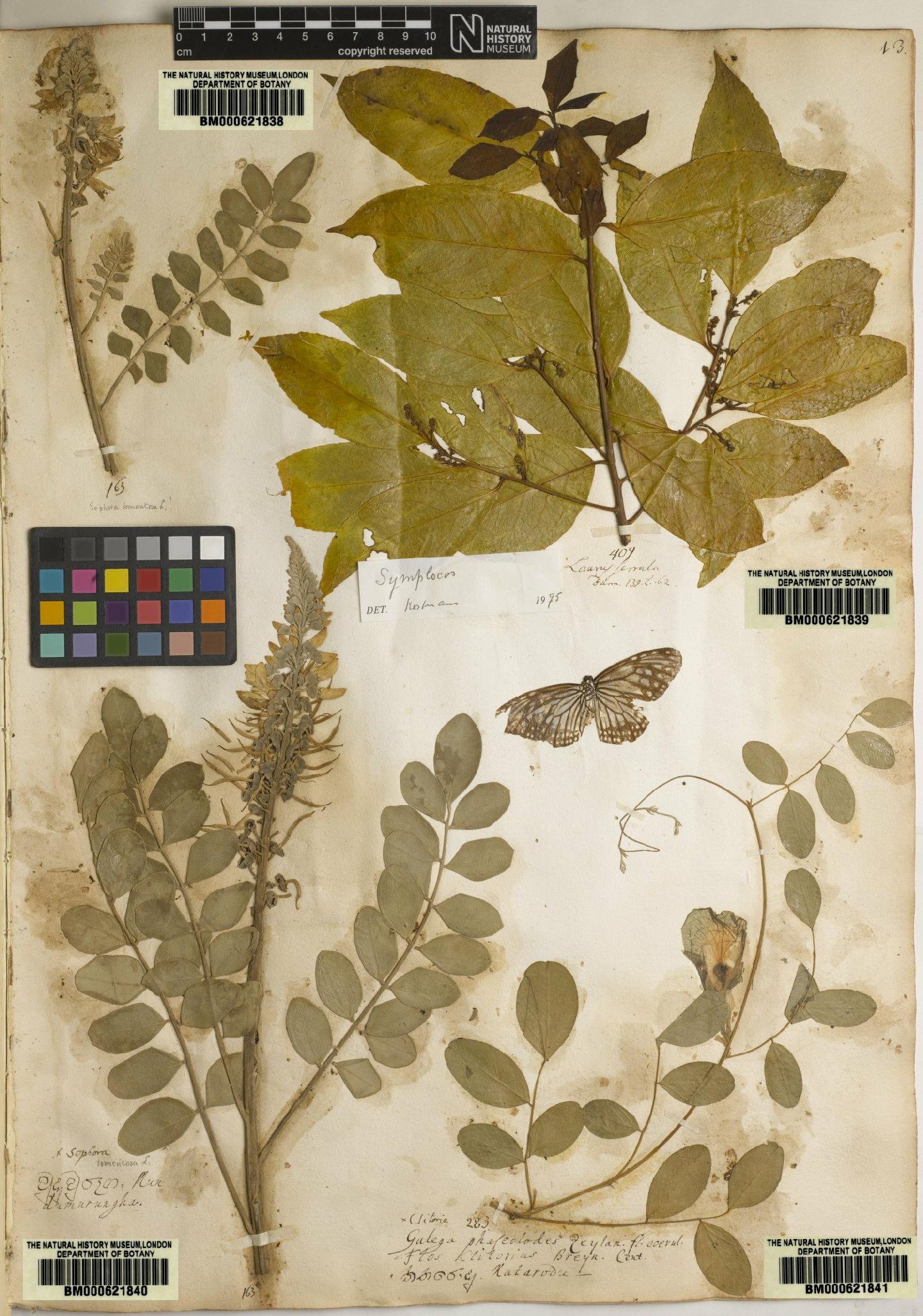 To NHMUK collection (Sophora tomentosa L.; Type; NHMUK:ecatalogue:4705787)