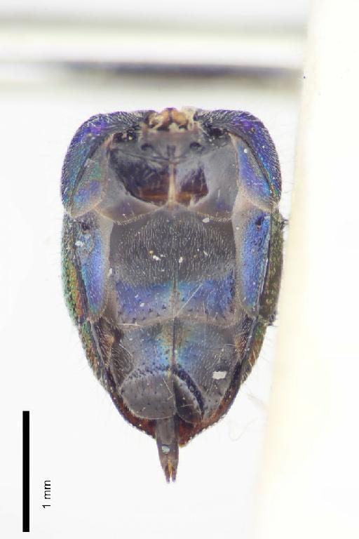 Chrysis rubrocoerulea Linsenmaier, 1968 - Chrysis_rubrocoerulea-BMNH(E)#970917_type-metasoma_ventral-3_2X