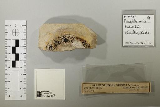Pleuropholis serrata Egerton, 1858 - 010030758_L010041560