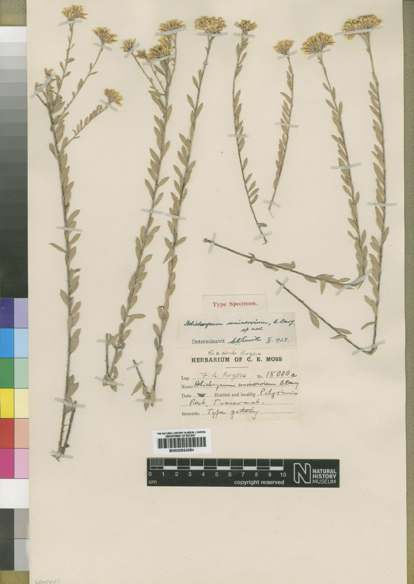 To NHMUK collection (Helichrysum uninervium Burtt Davy; Type; NHMUK:ecatalogue:4529112)