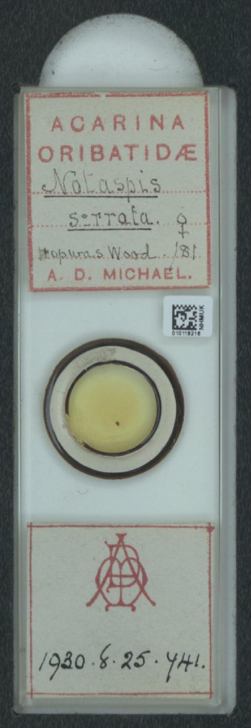 Notaspis serrata A.D. Michael, 1885 - 010119216_128162_1585150