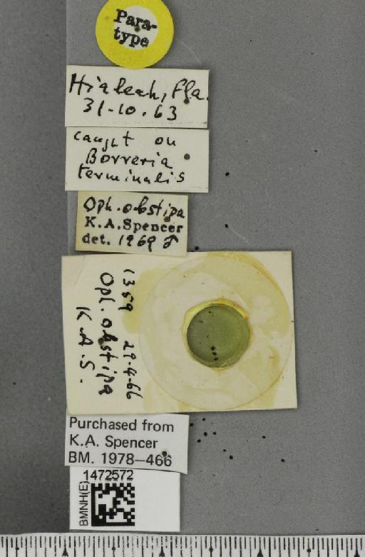 Ophiomyia obstipa Spencer, 1973 - BMNHE_1472572_label_60354