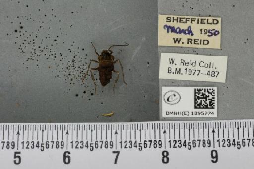 Phigalia pilosaria (Denis & Schiffermüller, 1775) - BMNHE_1895774_456656