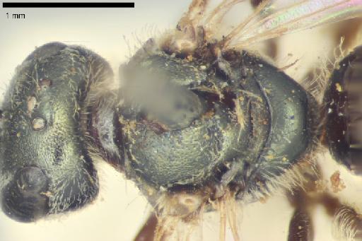 Halictus exiguus Smith, F., 1879 - Halictus_exiguus-NHMUK010265368-type-female-mesosoma-dorsal-5_0x