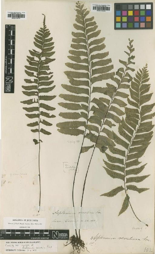 Asplenium excisum C.Presl - BM001045247