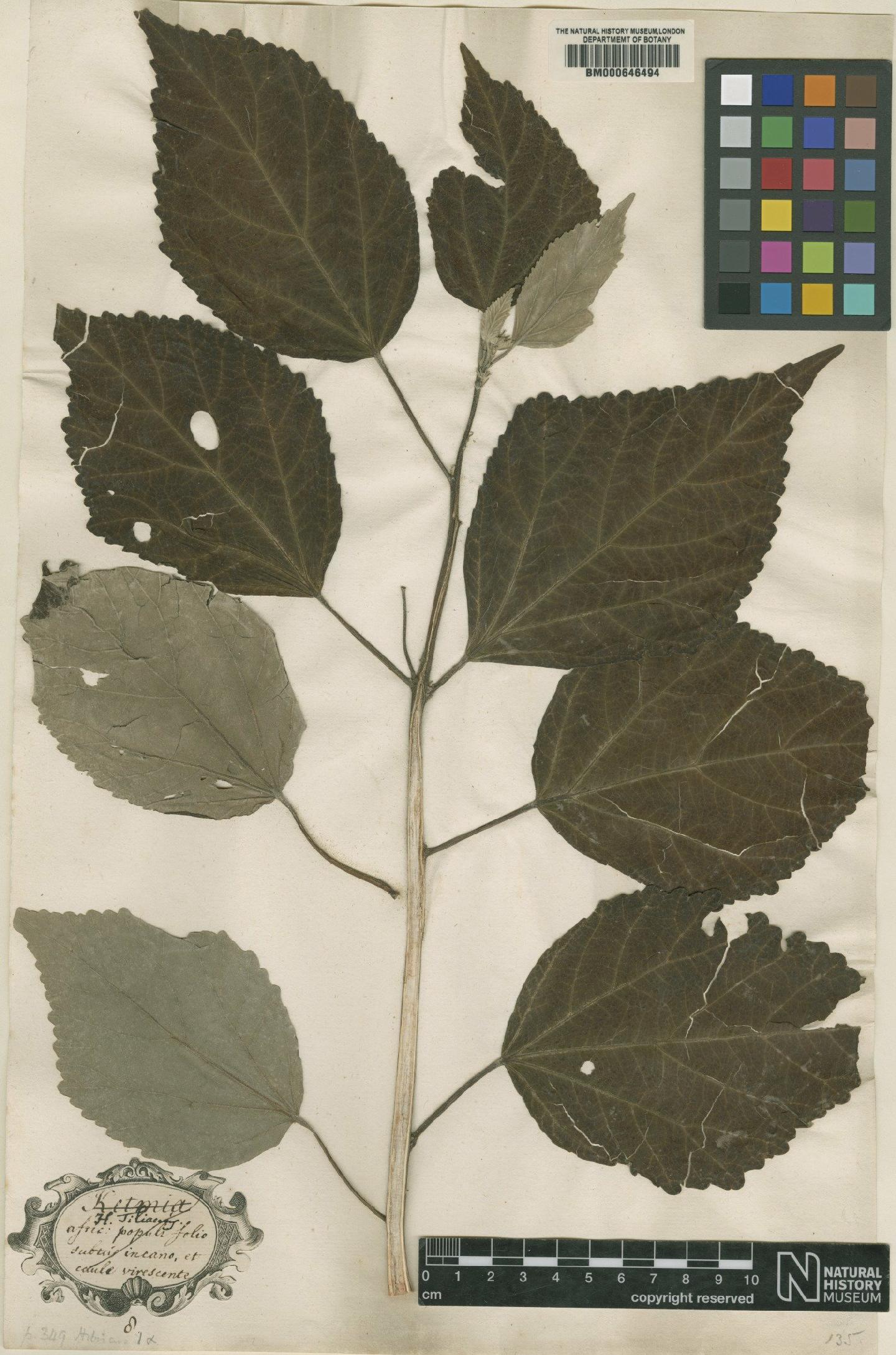 To NHMUK collection (Hibiscus moscheutos L.; Original material; NHMUK:ecatalogue:4699028)