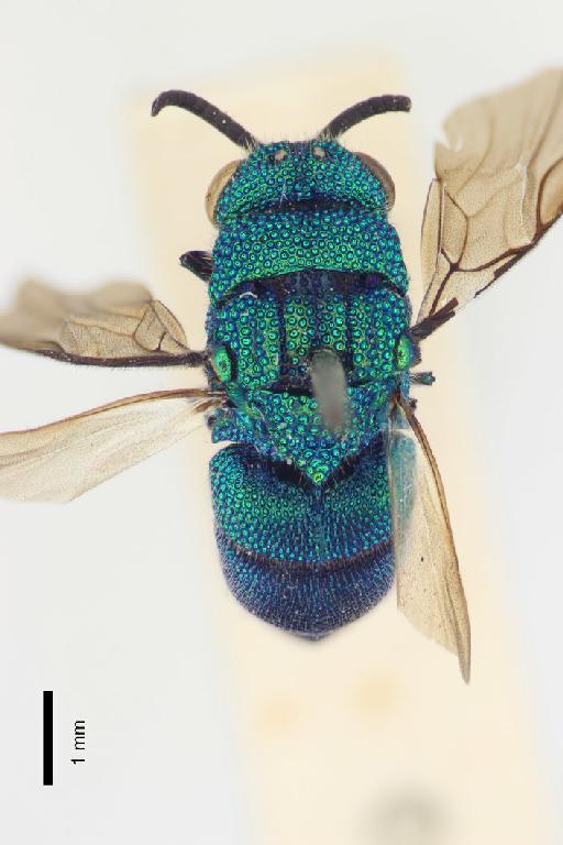 Chrysis crotonis Ducke, A., 1907 - Chrysis_crotonis-BMNH(E)#970930_type-dorsal-1_6X