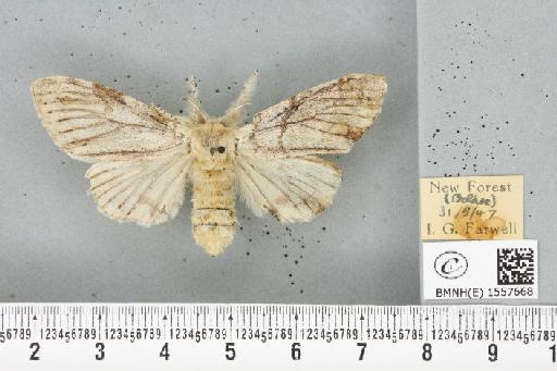 Calliteara pudibunda (Linnaeus, 1758) - BMNHE_1557668_255138