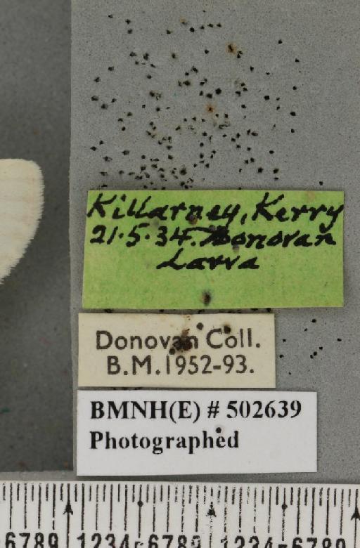 Leucodonta bicoloria (Denis & Schiffermüller, 1775) - Peter_073185_label_282528