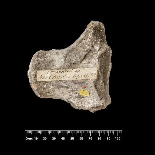 Liodon perlatus - NHM-UK_PV_OR_40984a.2