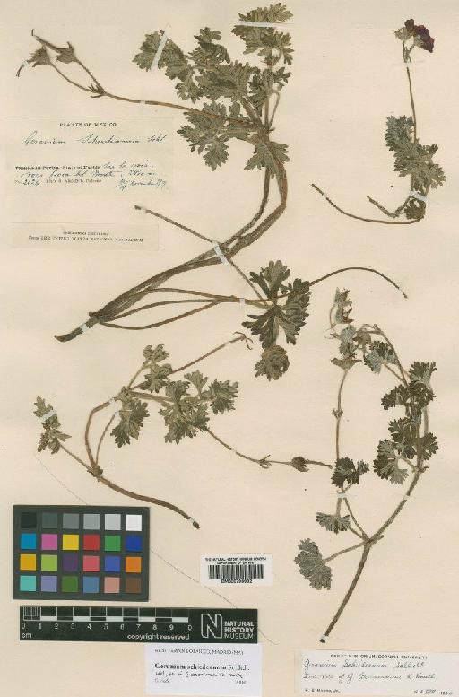 Geranium schiedeanum Schltdl. - BM000796982