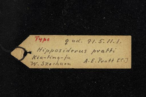 Hipposideros pratti Thomas, 1891 - 1891_5_11_1-Hipposideros_pratti-Holotype-Skull-label