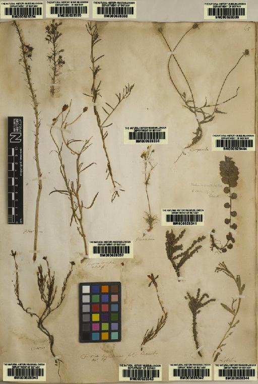 Plantae Haeckel - BM000628336