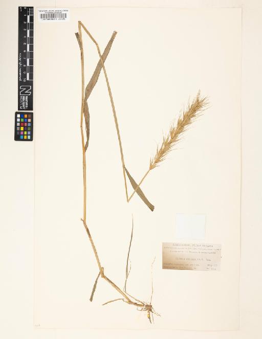 Elymus virginicus L. - 000063881