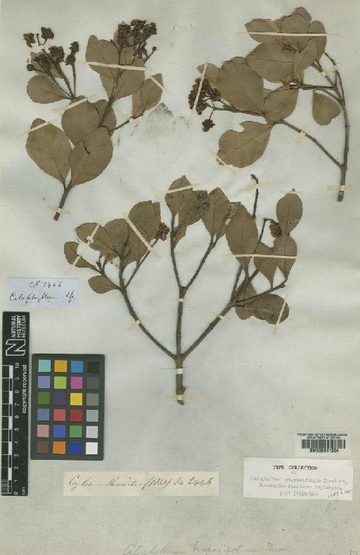 Calophyllum trapezeifolium Thwaites - BM000611324