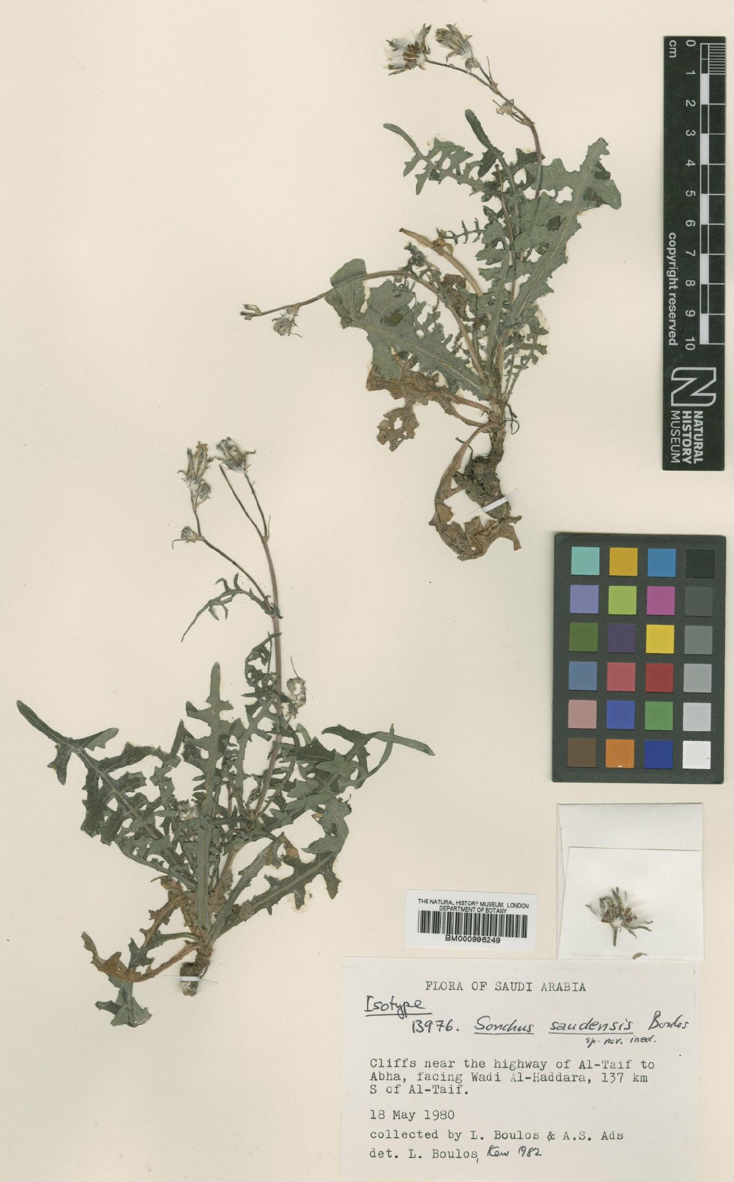 To NHMUK collection (Sonchus saudensis Boulos; Type; NHMUK:ecatalogue:480693)