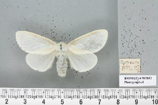 Leucoma salicis (Linnaeus, 1758) - Elisa_026785_250890