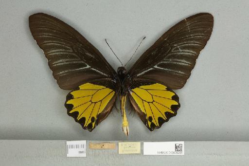 Troides helena euthycrates (Fruhstorfer, 1913) - 013606206_additional