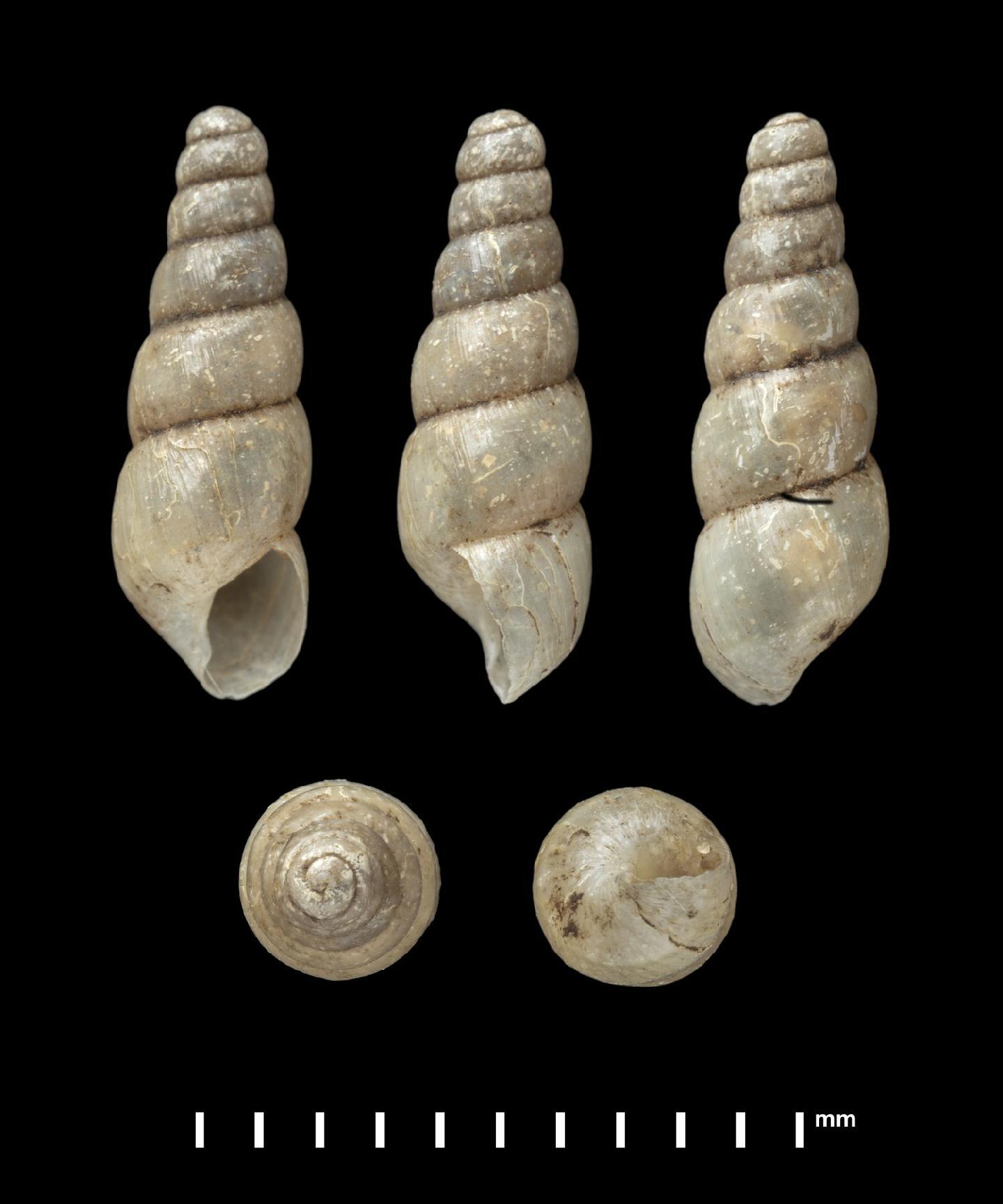 To NHMUK collection (Achatina yatesi Pfeiffer, 1855; SYNTYPES; NHMUK:ecatalogue:9611462)