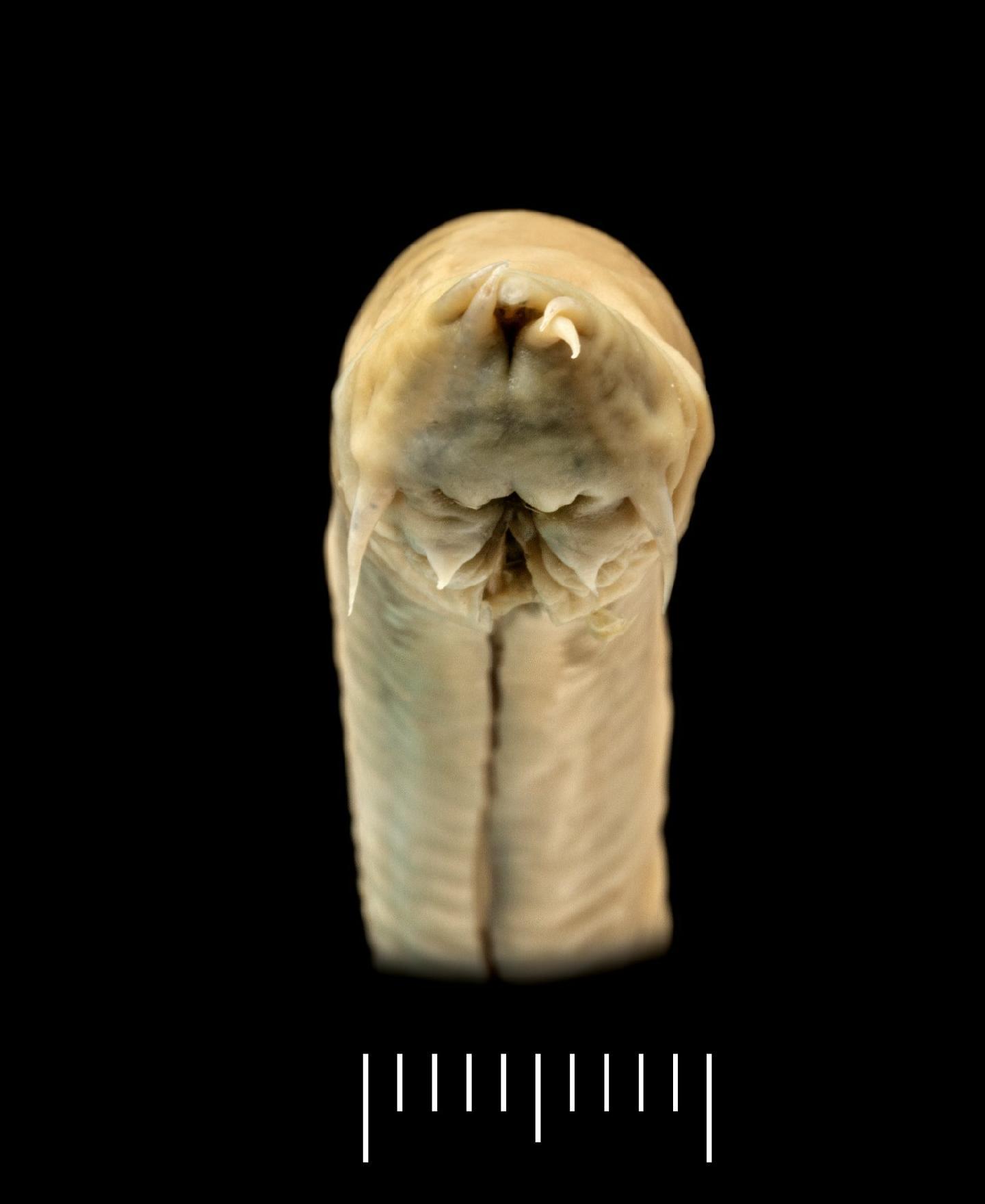 To NHMUK collection (Myxine capensis Regan, 1913; HOLOTYPE; NHMUK:ecatalogue:3121588)