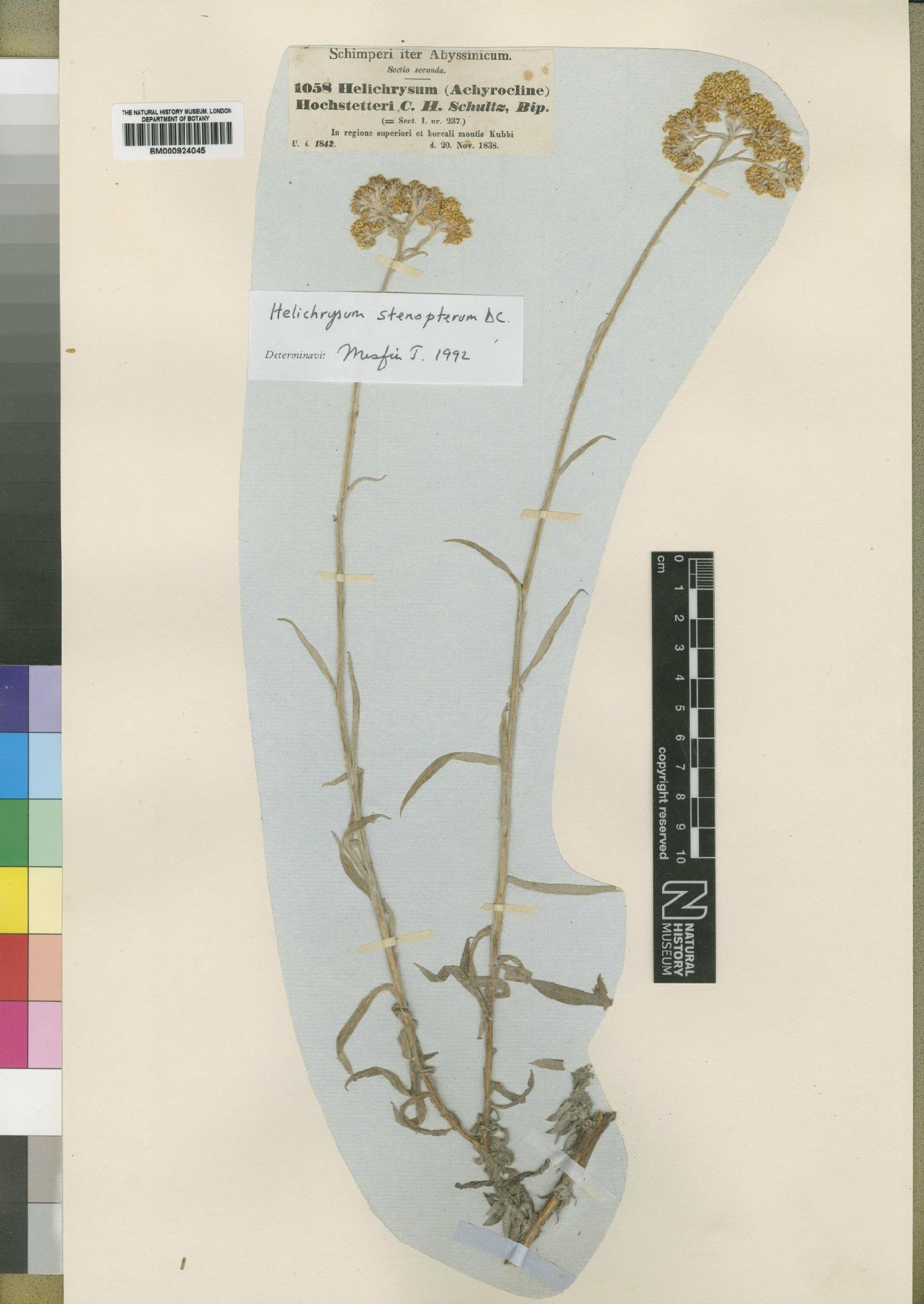 To NHMUK collection (Helichrysum stenopterum DC.; TYPE; NHMUK:ecatalogue:4528813)