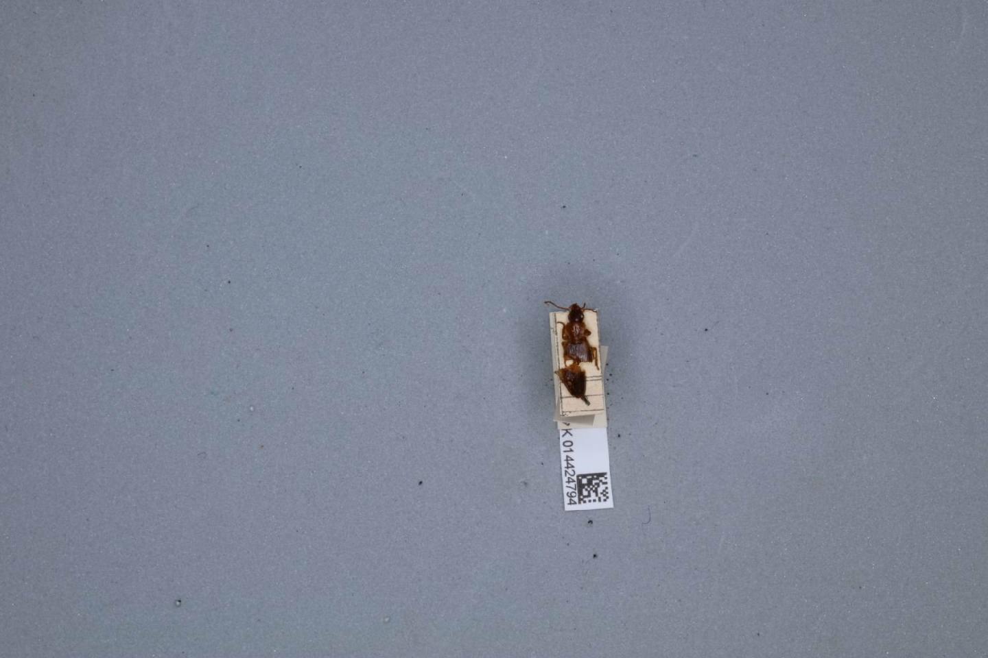 Cymindis coadunata thumbnail