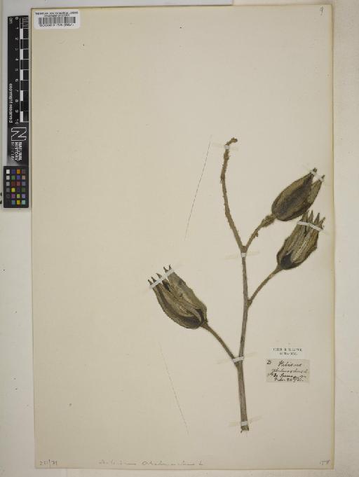 Abelmoschus moschatus Medik. - 000083159