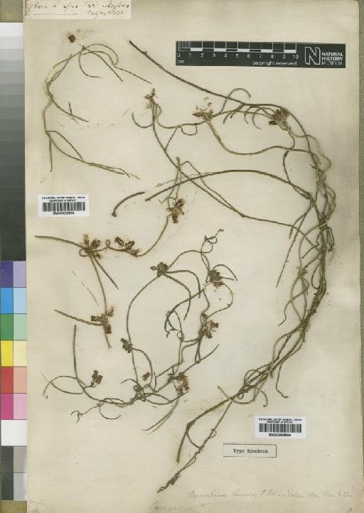 Microloma tenuifolia (L.) Schum - BM000925865