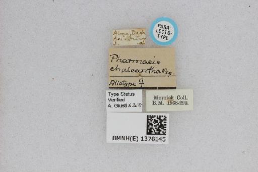 Pharmacis chalcantha Meyrick, 1912 - BMNH(E) 1378145 Pharmacis chalcantha PLT female labels