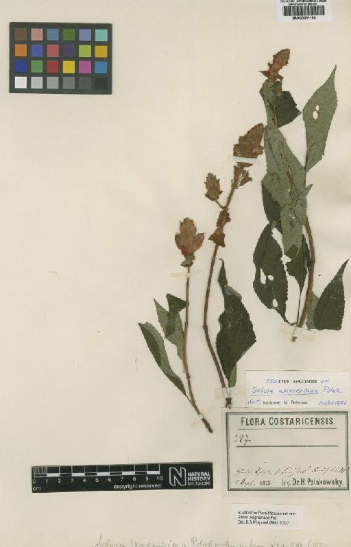 Salvia wagneriana Pol - BM000811195