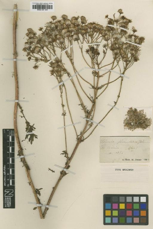 Senecio jacobaea L. - BM001051006