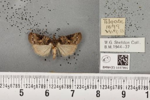 Nycteola revayana ab. variegata Sheldon, 1919 - BMNHE_1697860_294935