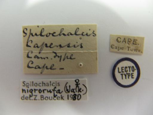 Conura capensis (Cameron, 1907) - 01098707_Spilochalcis capensis_ST 5.4912_labels