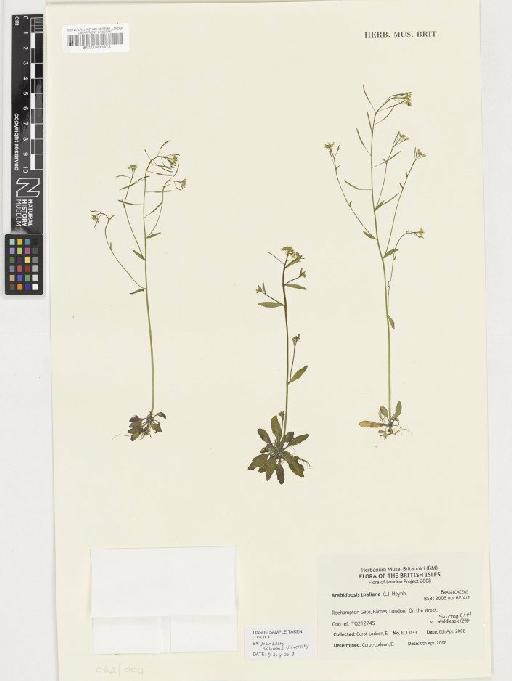 Arabidopsis thaliana (L.) Heynh. - BM000933973