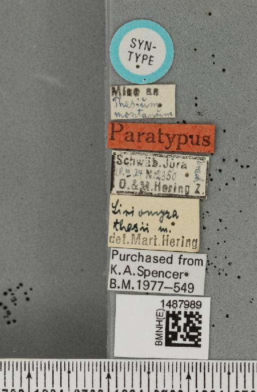 Liriomyza thesii Hering, 1924 - BMNHE_1487989_label_51832