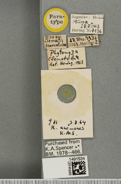 Phytomyza anemones Hering, 1925 - BMNHE_1491534_label_53175