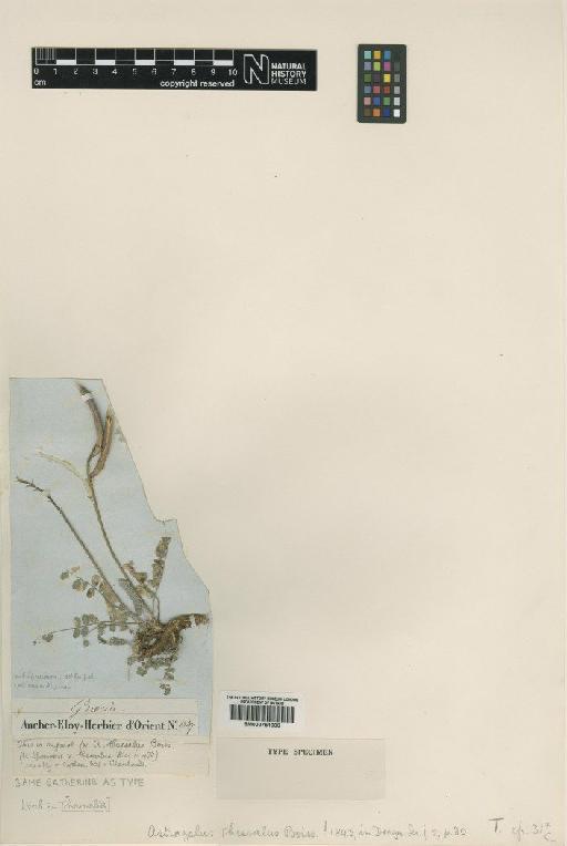 Astragalus monspessulanus subsp. illyricus (Bernh.) Chater - BM000751006