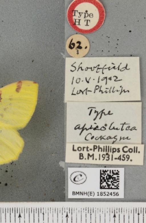 Opisthograptis luteolata ab. apicolutea Cockayne, 1950 - BMNHE_1852456_label_428026