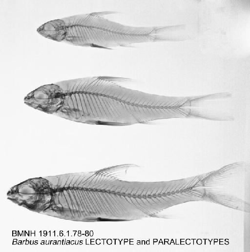 Barbus aurantiacus Boulenger, 1910 - BMNH 1911.6.1.78-80 - Barbus aurantiacus LECTOTYPE and PARALECTOTYPES Radiographs